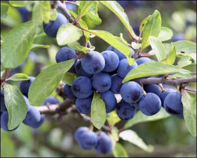 Quel est ce petit fruit violet d'un prunier sauvage, très astringent et acide ?