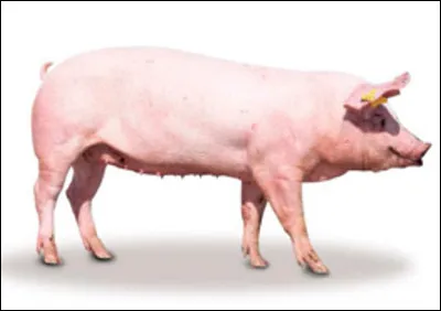 Quel est le nom donné à une jeune truie élevée pour le renouvellement du troupeau ?