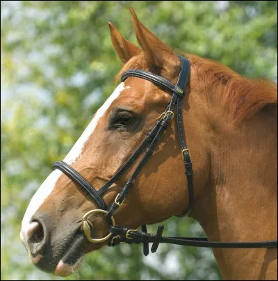 Que porte le cheval sur sa tête ?