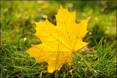 Durant une promenade que tu fais dans le bois alentour, tu vois une jolie feuille dorée, par terre...