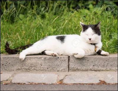 En rentrant dans ta rue, tu vois un joli chat sur le trottoir, absolument pas agressif, qui profite du soleil revenu...