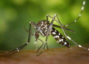 Quiz Les moustiques