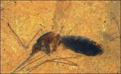 Lors de quelle période de la Préhistoire les moustiques sont-ils apparus ?