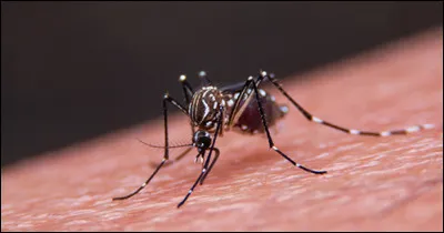 Vers quelle partie du visage les moustiques rôdent-ils souvent ?