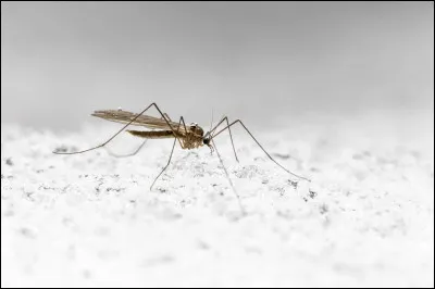 À quelle température les moustiques meurent-ils ?