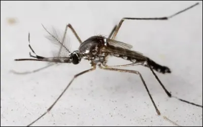 En moyenne, quelle est l'espérance de vie d'un moustique mâle ?