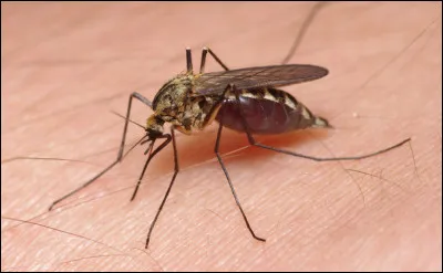 Et celle d'un moustique femelle ?