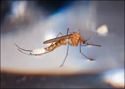 Où les moustiques pondent-ils leurs ufs ?