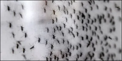Quelle est l'espèce de moustiques la plus dangereuse ?