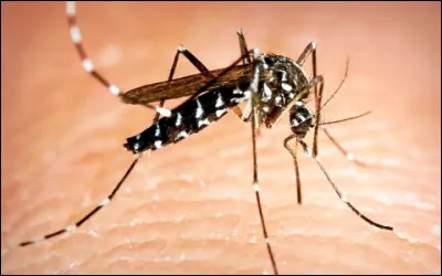 En parlant d'espèces de moustiques, combien en existe-t-il ?