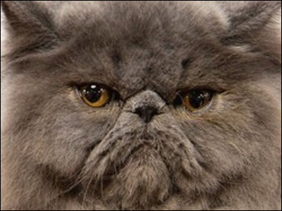 Quel est ton pire défaut ?