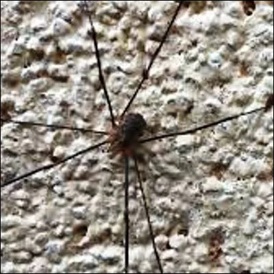 Quels animaux proches des araignées sont aussi appelés opilions ?