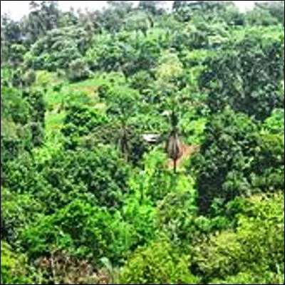 De quel élément végétal une xylothèque rassemble-t-elle des échantillons ?