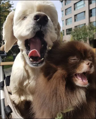 Quel prénom n'est pas celui d'un des chiots de Jennie ?