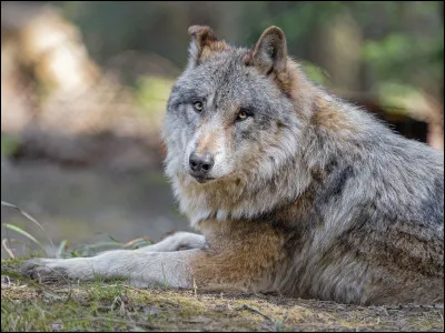 Quel animal aimes-tu le plus ?