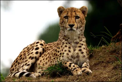 Qu'aimes-tu faire pendant ton temps libre ?