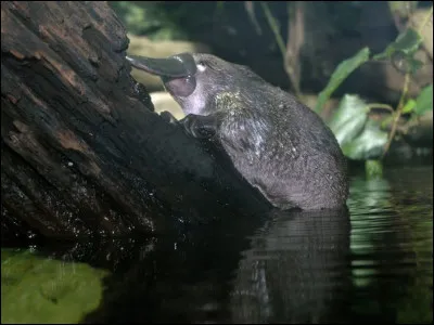 Lesquelles de ces informations sont vraies ?