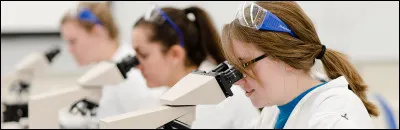 SVT : Les abeilles sont indispensables pour la...