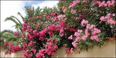 Quel est le nom de cet arbuste à floraison estivale très présent dans le Sud ?