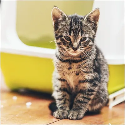 Tu préfères être gentil(le) ou méchant(e) ?