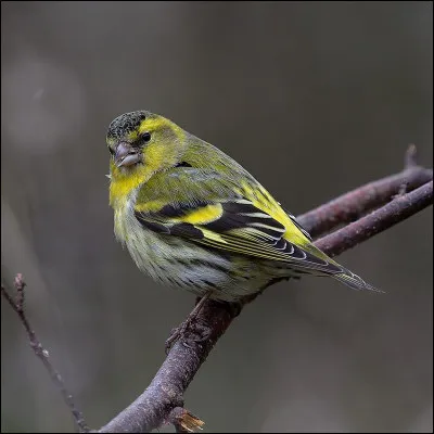 Au milieu de la poire, c'est le...