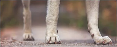 Ne pas casser trois pattes à...