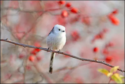 Comment dit-on "un oiseau" ?