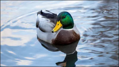 Comment dit-on "un canard" ?