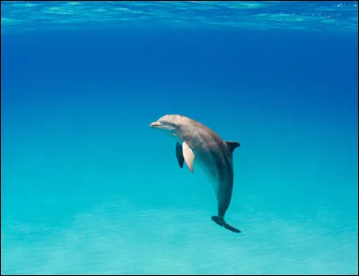 Comment dit-on "un dauphin" ?