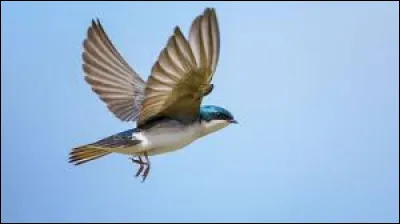 Si tu avais un pouvoir ce serait :