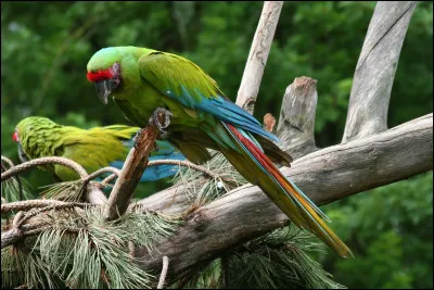 Tu préfères les animaux à :