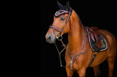 Que faut-il faire pour l'entretien de la selle (et même de tout l'équipement) ?