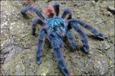 Comment peut-on caractériser les piqûres des matoutous ?