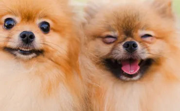 Quiz Races de chiens