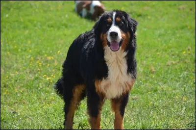 Quelle est la race de ce chien ?