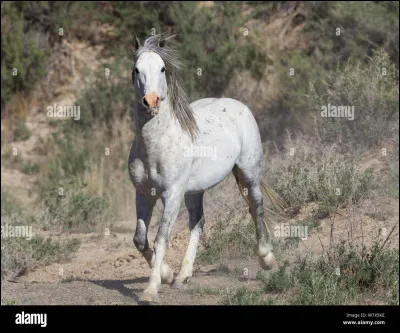 Et pour finir, un classique : de quelle couleur était le cheval blanc dHenri IV ?