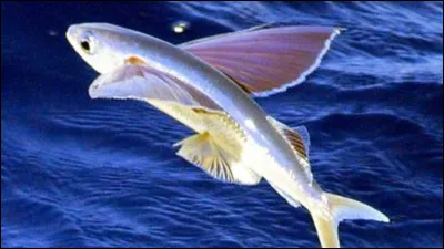 Quel est le vrai nom des poissons volants ?