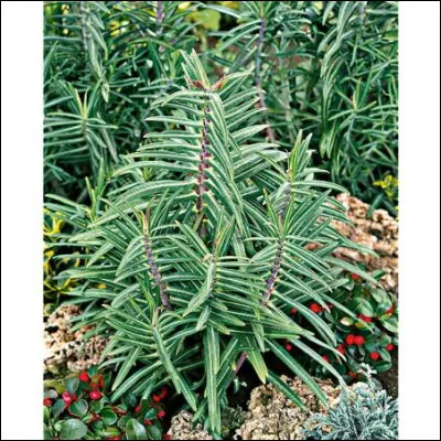 Quel est l'autre surnom de l'épurge ?