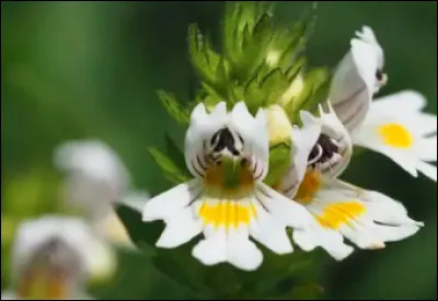 Les euphraises sont des fleurs de couleur blanches ou purpurines. De quelle couleur se rapproche le plus le purpurin ?