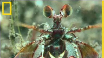 Cette petite créature sous-marine possède les yeux les plus complexes et surpuissants du monde !