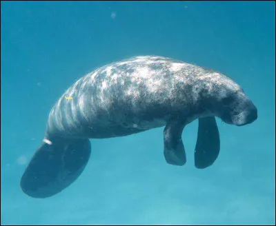 Et ça, qu'est-ce que c'est ?