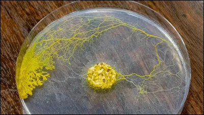 C'est pour moi le plus étrange de tout le quizz, "c'est quoi ce truc ?''