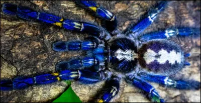 Et ça, alors, qu'est-ce que c'est ?