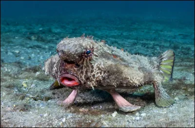 Qu'est-ce que c'est ?