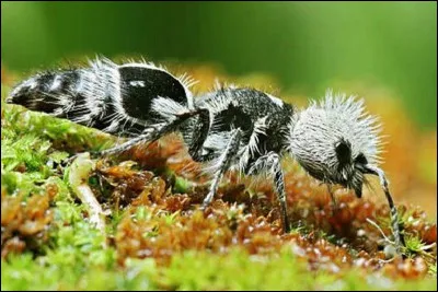 Quel est cet animal étrange ?