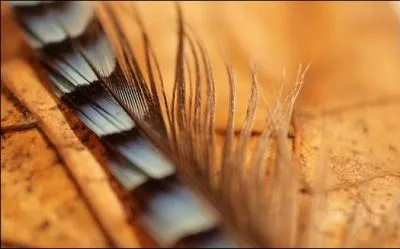 Une plume de quel oiseau les chasseurs aiment-ils porter  leur chapeau ?