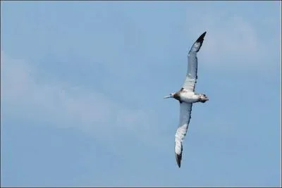 Pour rester dans le domaine des oiseaux, lequel a la plus grande envergure ?