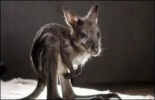 O grandissent les bbs kangourous ?