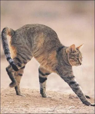 Le chat domestique descend-il du chat sauvage ?