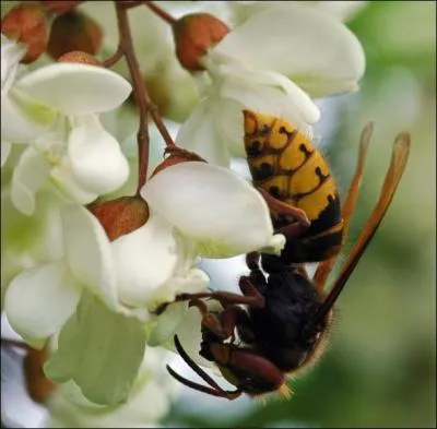 Trois piqures de frelon sont mortelle. Vrai ou Faux ?